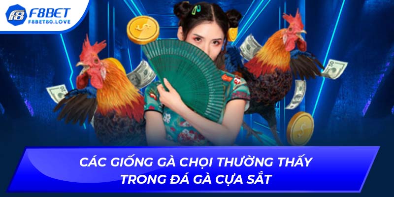 Các giống gà chọi thường thấy trong đá gà cựa sắt