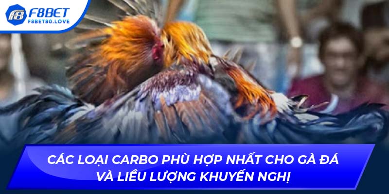 Các loại carbo phù hợp nhất cho gà đá và liều lượng khuyến nghị