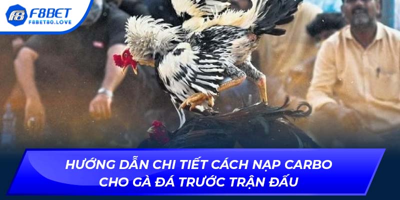 Hướng dẫn chi tiết cách nạp carbo cho gà đá trước trận đấu