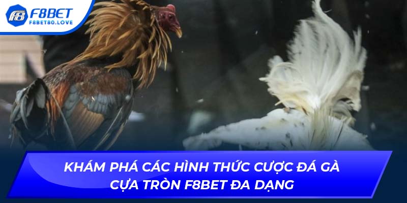 Khám phá các hình thức cược đá gà cựa tròn F8bet đa dạng