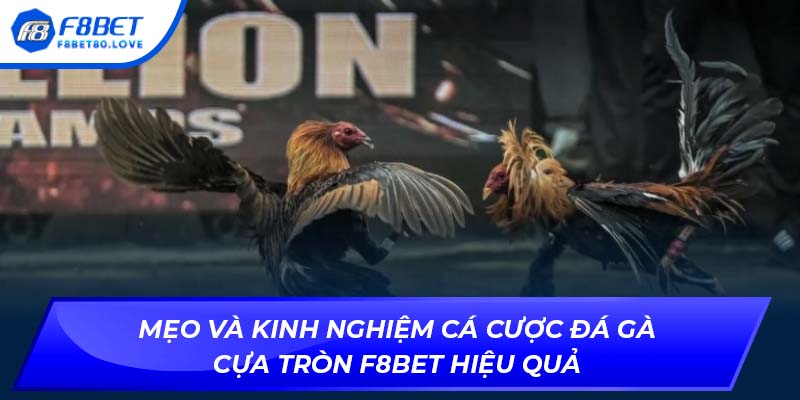 Mẹo và kinh nghiệm cá cược đá gà cựa tròn F8bet hiệu quả