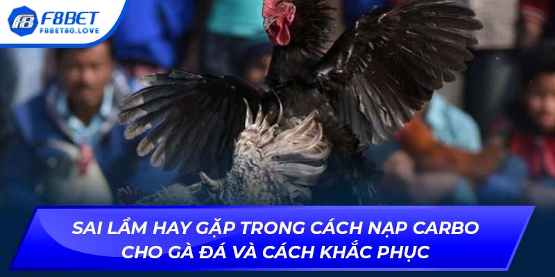 Sai lầm hay gặp trong cách nạp carbo cho gà đá và cách khắc phục