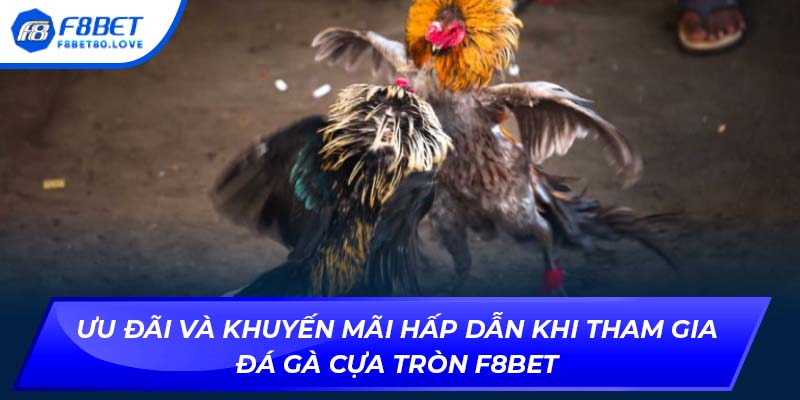 Ưu đãi và khuyến mãi hấp dẫn khi tham gia đá gà cựa tròn F8bet